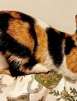 Olga Freundliche verspielte Glückskatze - Unterföhring