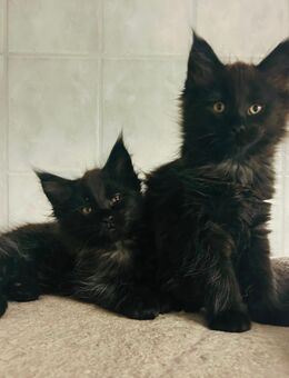 Main Coon Kitten - Jettingen-Scheppach