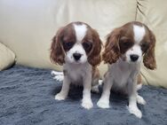 Cavalier King Charles Spaniel - Schönefeld