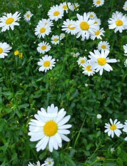 Wiesen Margerite Samen SWR Treffpunkt Wildblume Schmetterling Garten weiß Wiesenmarterite weiße Blüten gelbe Mitte Blumensamen garden Bienen Gartenblume Pflanzen säen Biene bee Vatertag Geschenk Deutsches Saatgut Freunde Biene Blumenwiese - Pfedelbach
