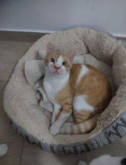 Christopher - ein Herzensdieb - Kirchheim (München)