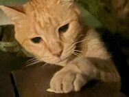 Charmanter Eric sucht schnell ein Home - Bad Camberg