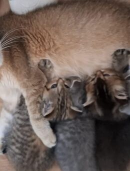 BKH, BLH Kitten, Kätzchen, Katze - Esslingen (Neckar)