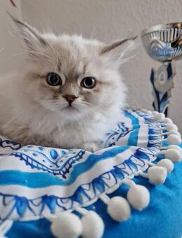 Neva Masquarade Kitten Kater Juri SOFORT Papiere - Tambach-Dietharz (Thüringer Wald)
