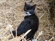 Junger Kater abzugeben - Mittelangeln