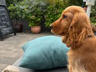 Cocker Spaniel 4 monate - Bad Vilbel