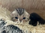 BKH Kitten, Tabby und Blue - Limbach-Oberfrohna Zentrum
