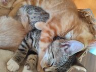 EKH Kitten, Kater Katzen, entwurmt , Hunde gewöhnt ab sofort abzugeben - Nidda