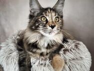 Maine Coon Kätzchen mit Stammbaum - Peiting