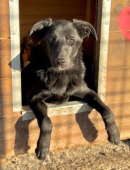 JOSCHEL ~ schwarz mit niedlicher Schnute - Duisburg
