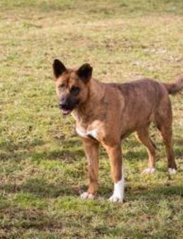 CARDI - mein Projekt Familienhund - Overath