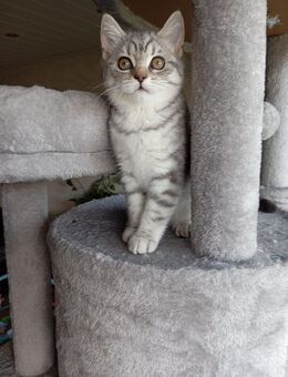 BKH Kitten - Hagen (Stadt der FernUniversität) Boele