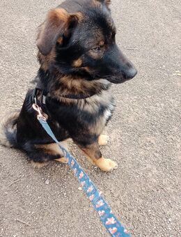 Appenzeller wolfsspitz mix - Goch