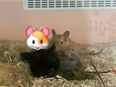 Harmonische 3er Gruppe degus in 12059