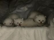 Drei wunderschöne BKH Kitten (männlich) zu verkaufen - Übach-Palenberg