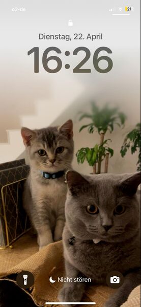BKH Kater 9 monate alt - Nörvenich