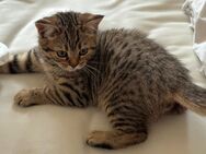 BKH Bengal Kitten - Bad Laasphe