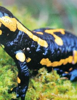 Feuersalamander - Dippoldiswalde