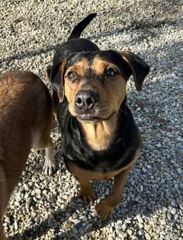 CHICO - draußen bin ich glücklich - Overath