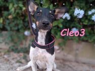 Cleo3 aktiver kleiner Schatz 4/24 ESP - Ruppertsecken