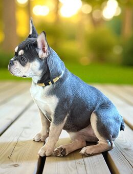 Gesunde Französische Bulldoggen - Feucht