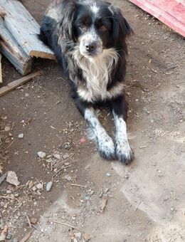 Iris hofft auf eine Chance - Celle