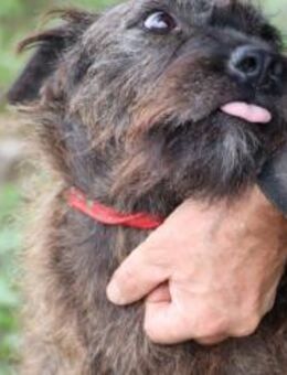 Calda - goldige Wuschelhündin - Lohra