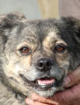 Babbit - verspielt u. aufgeweckt - Lohra