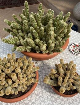 Kakteen, Warzenkaktus, XXL, 22-60 cm, Mamillaria Elongata - Berlin Spandau