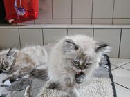 2 Reinrassige Perser.kitten - Warder