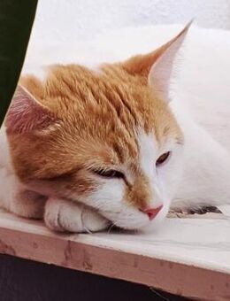 SWEETY - verschmustes Sahnetörtchen - Betzenstein