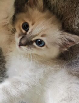 Siam-heilige Birma Kitten - Nastätten