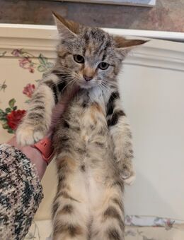 Süße Maine coon Mix katzen - Kyritz