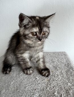 Süße Schmusekatze sucht ihr Für-Immer-Zuhause - Duisburg