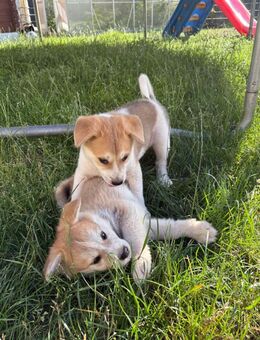 Akita Inu Welpen - Vlotho