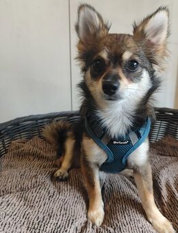 Chihuahua Mädchen 6 Monate alt - Bingen (Rhein)