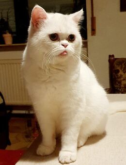 Tolle BKH Eisbärchen - Mainhausen