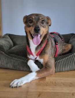 Süße Fara sucht ein Zuhause - Enger (Widukindstadt)