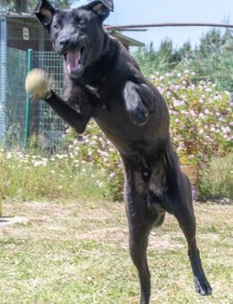 Diego ist jung und verspielt - Brunstorf