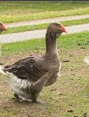 Schwere kräftigte Toulouser Gänse / Gans / Ganter in 22946