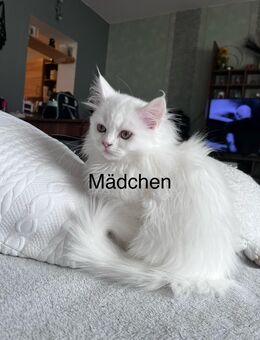 Perser/Maine Coon Kitten abzugeben - Mücke