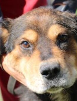 Brad - verschmust u. zutraulich - Lohra