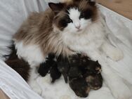 Ragdoll EKH Mix Kitten Babys Biocolor Tortie Mädchen Jungen - Ketsch