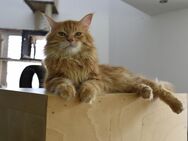 Maine Coon Kater und Katze - Bamberg