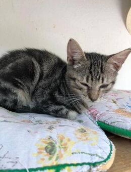 Knuffiger Theo sucht kuscheliges Zuhause - Margetshöchheim