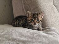 Kitten - Zeil (Main)