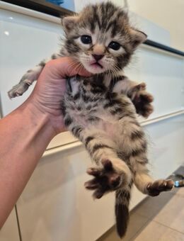 Britischkurzhaar/Bengalmix Kitten zu verkaufen - Höchst (Odenwald)