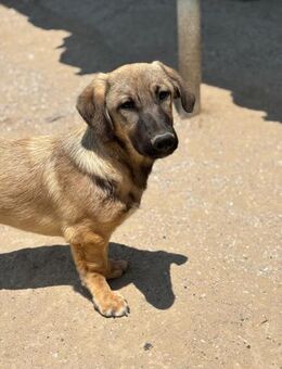 Klein Randy sucht sein Zuhause - Beckingen