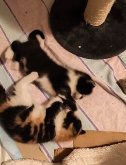 Bengal-Mix Kitten Katzen - Grevenbroich