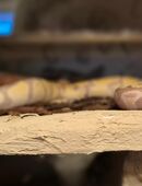 2 Königspython mit Terrarium in 26810